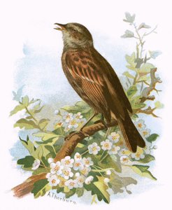 Passera scopaiola