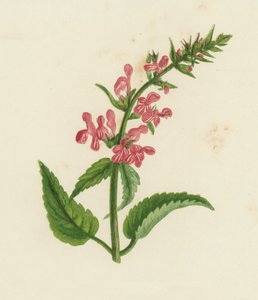 Betonica dei boschi, Stachys Sylvatica