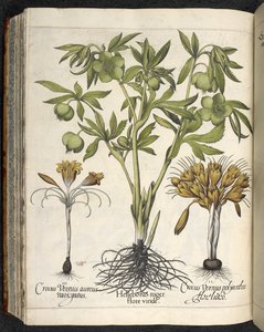 Helleborus Niger (elleboro nero) da 