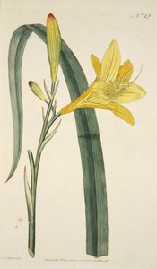 Hemerocallis Flava (Giglio giallo), da The Botanical Magazine or Flower Garden Displayed, pub. 1796 (incisione colorata a mano)