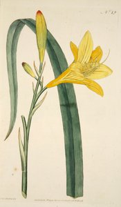Hemerocallis Flava Giglio Giallo, pub. 1796 incisione colorata a mano