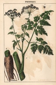 Cicuta o Conium maculatum, da 