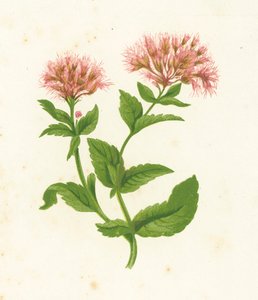 Eupatorium Cannabinum
