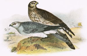 Albanella Reale da English School
