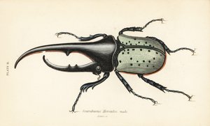 Scarabeo Ercole, maschio, Dynastes hercules, Scarabaeus hercules