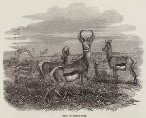 Branco di springbok (incisione)