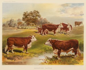 Bovini Hereford da English School