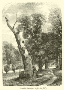 Quercia di Herne, poco prima della sua caduta