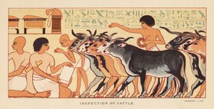 Erodoto: Ispezione del bestiame