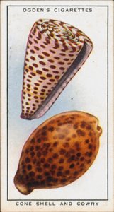 I colori nascosti nei molluschi, nella conchiglia e nel cowry (litografia a colori)