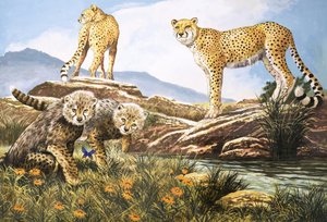 Cacciatore ad alta velocità, il ghepardo, illustrazione da Nature