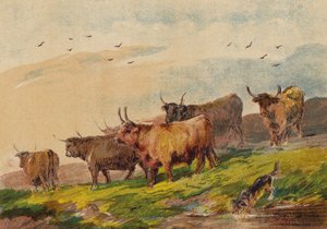 Bovini delle Highlands da English School