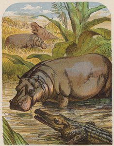 Ippopotamo e coccodrillo da English School