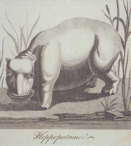 Ippopotamo, da The Gentlemans Magazine, pubblicato a dicembre 1772 da English School