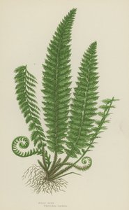 Felce Agrifoglio