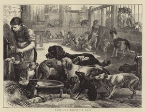 Casa per cani indigenti da English School