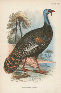 Tacchino dell