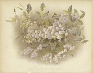 Honeycups, zenobia o zenobia polverosa