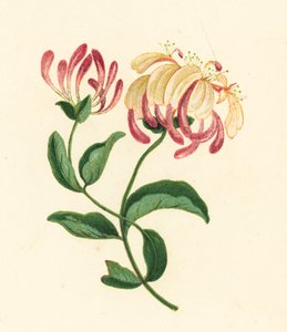 Lonicera periclymenum da English School