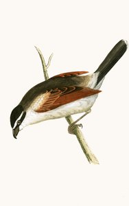 Shrike incappucciato, illustrazione da 