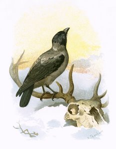 Cornacchia grigia