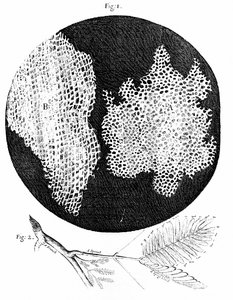 Osservazioni di Hooke sulla struttura cellulare del sughero (fig. 1) e rametto di pianta sensibile (fig. 2) 1665 (incisione)