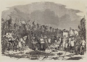 Raccolta del Luppolo
