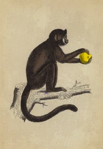 Sapajou Cornuto