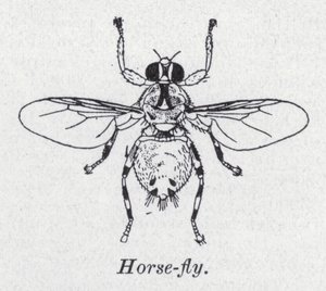 Mosca Cavallina da English School