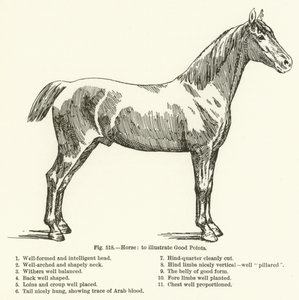 Cavallo, per illustrare i buoni punti da English School
