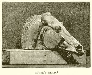 Testa di cavallo