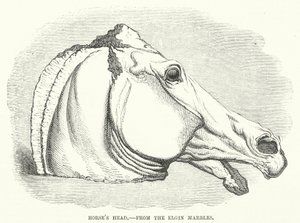 Testa di Cavallo, dai Marmi di Elgin (incisione)