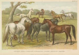 Cavalli e pony (incisione a colori)