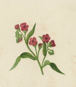 Lingua di cane, Cynoglossum Officinale da English School