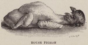 Piccione domestico (incisione)