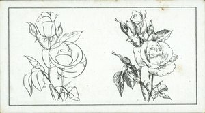 Come disegnare: Studio di una rosa