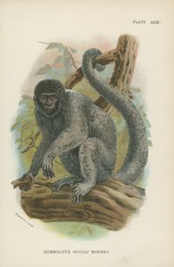La Scimmia Lanosa di Humboldt da English School