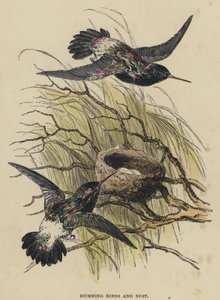 Colibrì e nido da English School
