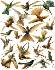 Colibrì