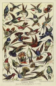 Colibrì da English School
