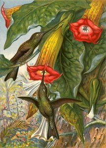 Colibrì da English School