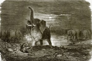 Cacciatore ed elefante da English School
