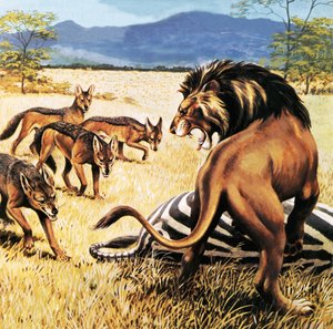 Iene che arrivano a ripulire dopo un leone da English School