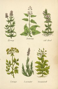 Issopo, Betonica, Prunella, Levistico, Lavanda, Senecio da English School