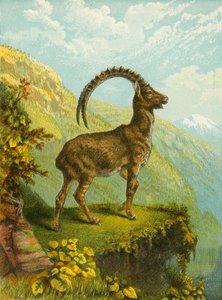 Stambecco