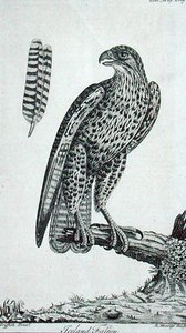 Falco islandese (Falco Rusticolus), da 