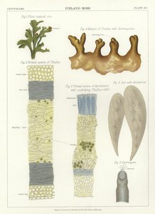 Lichene Islandico