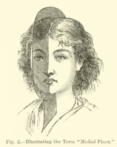 Illustrazione del termine piano mediale da English School