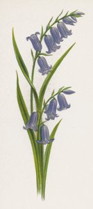 Illustrazione per A Dream of a Garden (litografia a colori) da English School