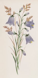 Illustrazione per Un Sogno di un Giardino (litografia a colori) da English School